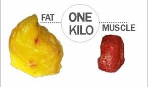 fat vs muscle